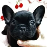 フレンチブルドッグ