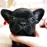 フレンチブルドッグ