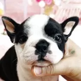 ボストンテリア【東京都・女の子・2025年5月2日・ボストンカラー】の写真1「妹ちゃん」