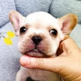 フレンチブルドッグ