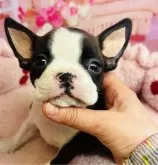 ボストンテリア【東京都・女の子・2024年12月1日・ブリンドル&ホワイト】の写真2