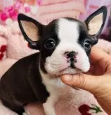 ボストンテリア【東京都・女の子・2024年12月1日・ブリンドル&ホワイト】の写真3