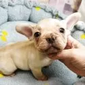 フレンチブルドッグ【東京都・男の子・2025年10月1日・クリーム】の写真3