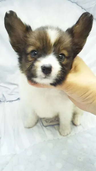 ID：1306-01047の子犬