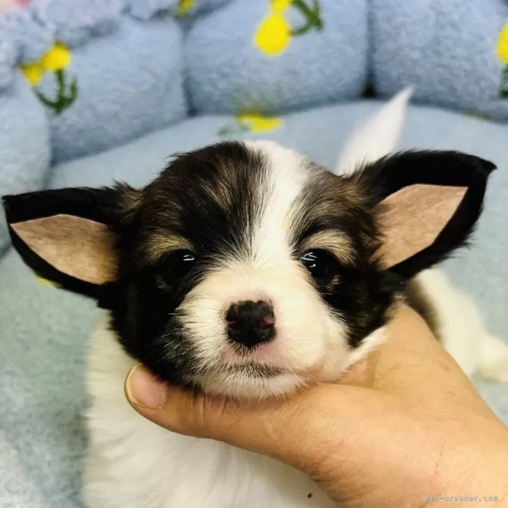 ID：2312-04208の子犬