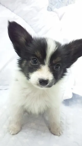 田原 様のお迎えした子犬