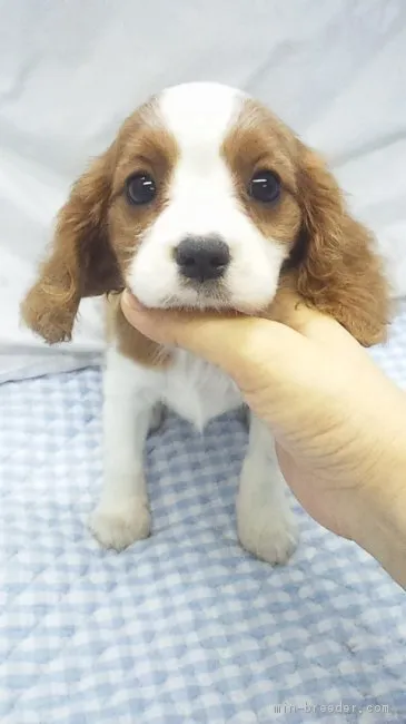 ID：1707-00180の子犬