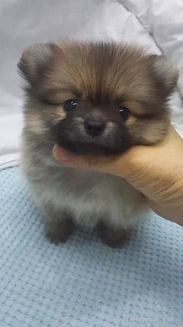 ID：1908-03022の子犬