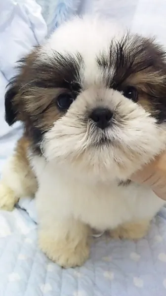 ID：1206-00355の子犬