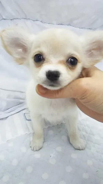 あんみど 様のお迎えした子犬
