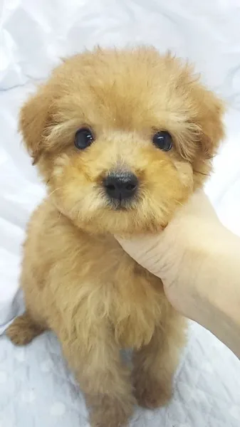 ニック 様のお迎えした子犬