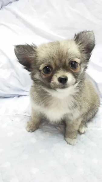 ID：1211-00371の子犬
