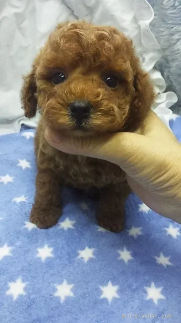 ID：1909-02109の子犬