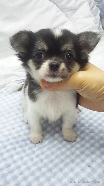 ID：1709-00279の子犬