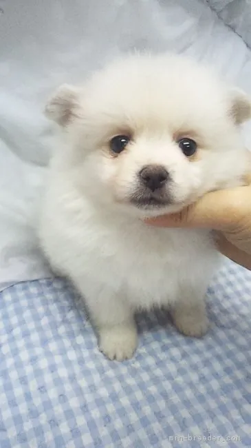 ID：1703-02222の子犬