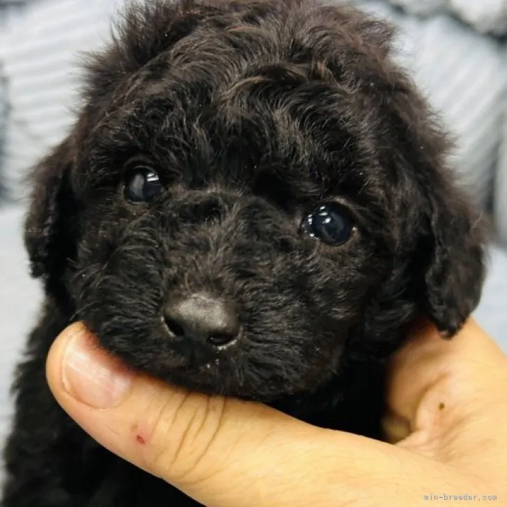 ID：2309-03200の子犬