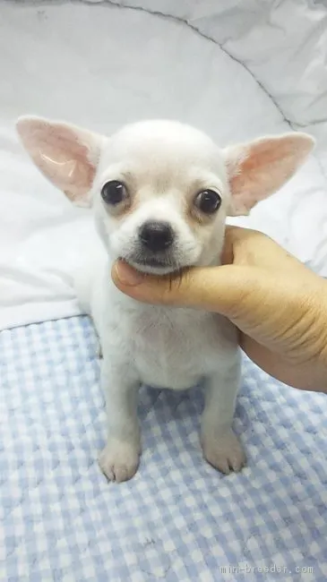 ID：1706-00375の子犬