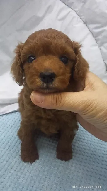 ID：1910-00163の子犬