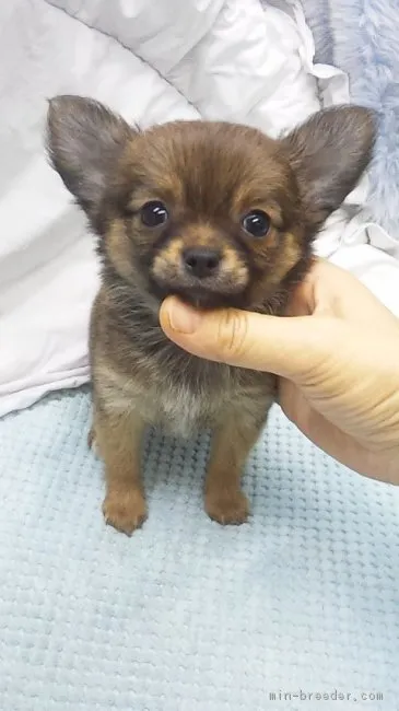 ID：1903-00953の子犬