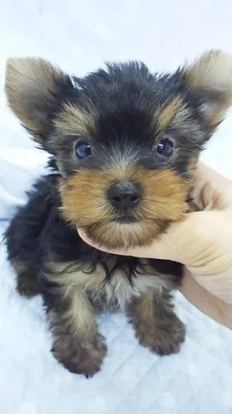 かれんママ 様のお迎えした子犬