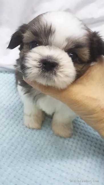 ID：1910-01829の子犬
