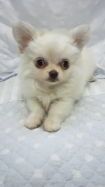 ID：1306-00167の子犬