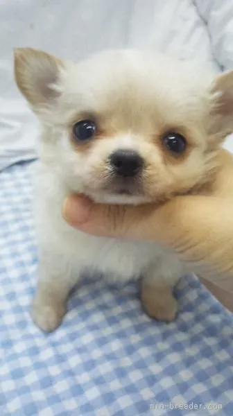 ID：1510-00406の子犬