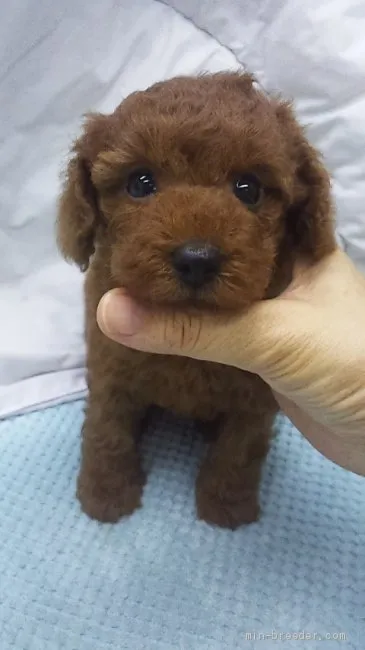 ID：1910-00497の子犬