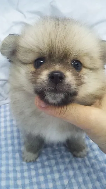 ID：1608-01554の子犬