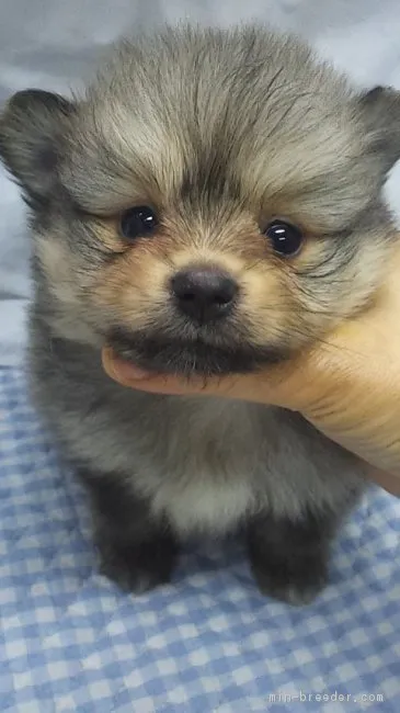 ID:1702-00894の子犬