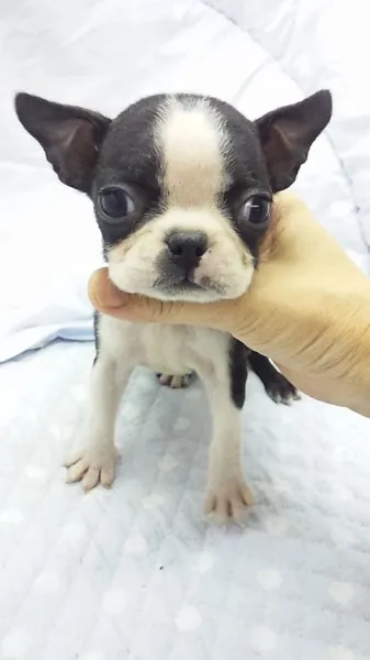 ID：1210-00581の子犬
