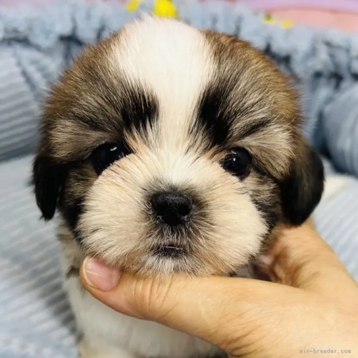 ID：2308-02949の子犬