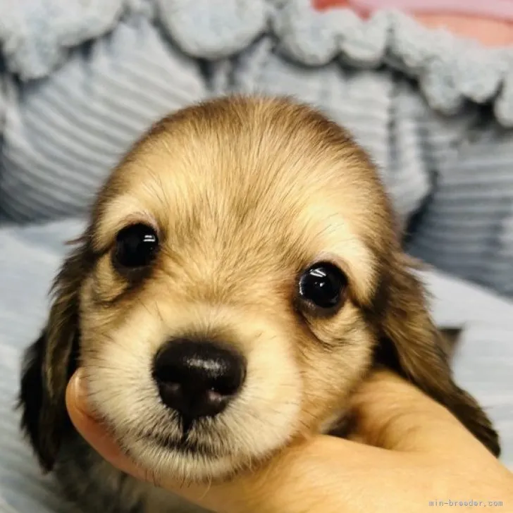 ID：2308-05328の子犬