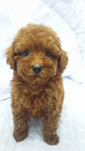 ID:1210-00077の子犬
