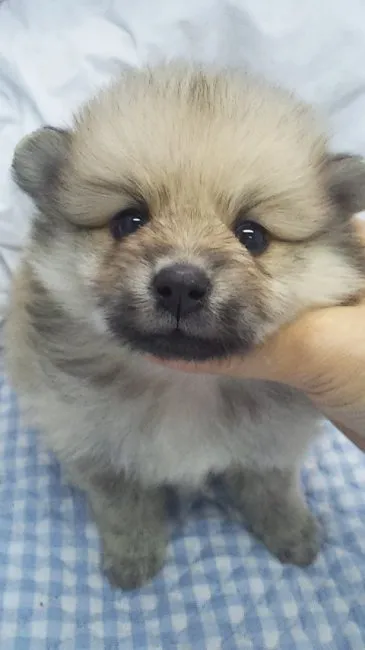 ID：1608-01383の子犬