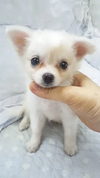 くる 様のお迎えした子犬