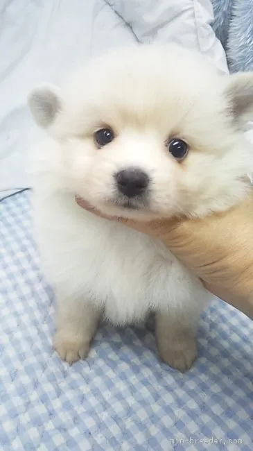 ID:1703-01318の子犬