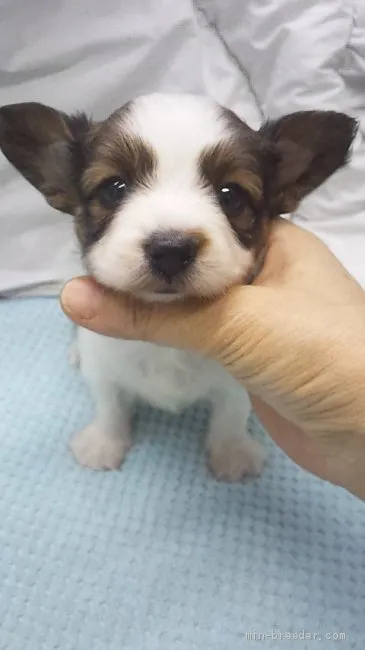 ID：2002-00274の子犬