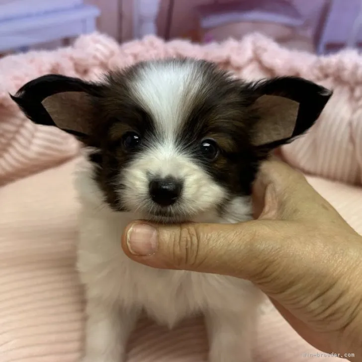 ID：2307-06630の子犬