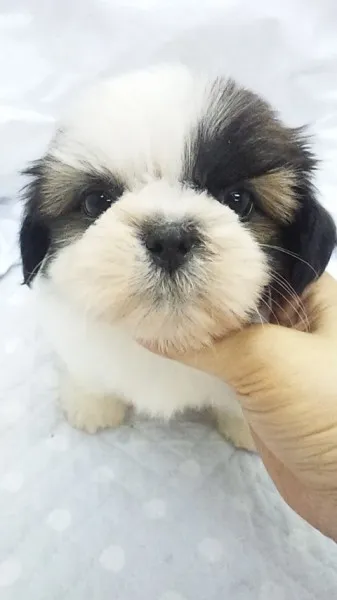 もも 様のお迎えした子犬