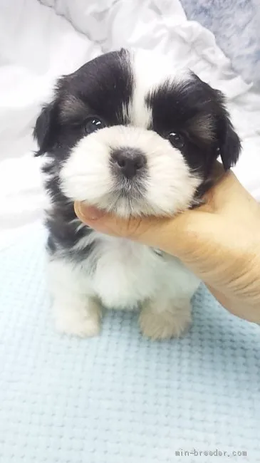 ID：2001-00752の子犬