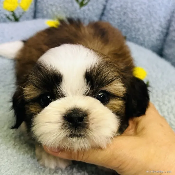 ID：2310-05312の子犬