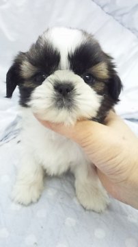 シーズー【東京都・女の子・2013年12月13日・ホワイト&ゴールド(父チャンピョン・ミニサイズ予想)】の写真「」