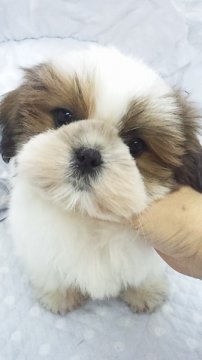 シーズー【東京都・男の子・2013年10月2日・ゴールド&ホワイト(小ぶり予想)】の写真「」