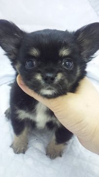 チワワ(ロング)【東京都・男の子・2014年2月27日・ブラックタン&ホワイト(ミニサイズ予想)】の写真「」