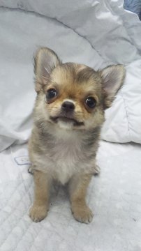 チワワ(ロング)【東京都・女の子・2017年3月16日・フォーン&ホワイト】の写真「ミニサイズ予想」