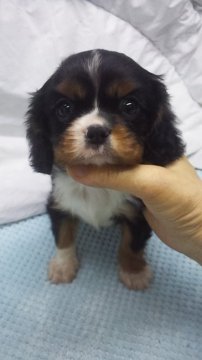 キャバリア【東京都・女の子・2018年12月8日・トライカラー】の写真「小ぶり予想」