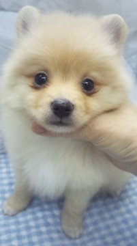 ポメラニアン【東京都・男の子・2015年12月17日・クリーム】の写真「小ぶり予想」