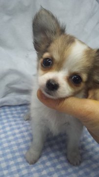 チワワ(ロング)【東京都・女の子・2016年12月15日・レッド&ホワイト】の写真「ミニサイズ予想」