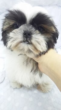 シーズー【東京都・女の子・2013年9月15日・ホワイト&ゴールド(ミニサイズ予想)】の写真「」